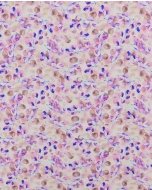 Poplin Digitaal Eucapyptus 5829